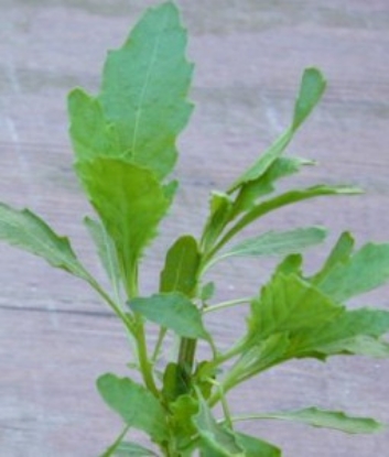 Picture of Herb Marigold Mexican (Tagetes Minuta)